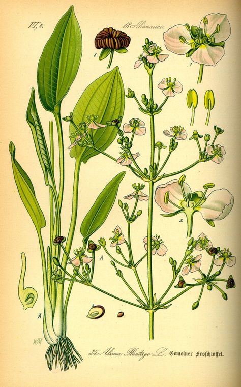 Artemisia Absinthium, Botanical Illustrations, Scientific Illustration, Vermouth, Plants And Flowers, Absinthe, Water Plants, Botanical Illustration, Botanical Art