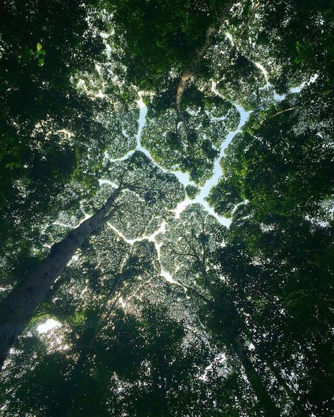 27 Amazing Examples Of “Crown Shyness”, A Phenomenon Where Trees Avoid Touching Crown Shyness, Image Nature, Tree Hugger, Walk In The Woods, Photosynthesis, Foto Inspiration, Beautiful Tree, Nature Pictures, Mother Earth