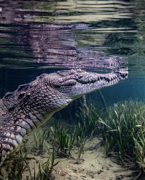 Crocodile Underwater, Crocodile Tears, Dinosaur Images, Underwater Animals, Cute Reptiles, Types Of Animals, Komodo, Crocodiles, Animal Totems