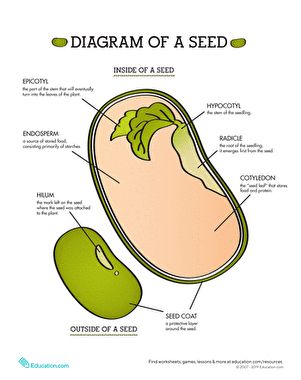 Go deep inside a seed with this diagram worksheet that illustrates the parts of a seed. Life science is a must for many students, and learning how a seed grows can open the door to learning lots of other biology concepts. This bright, easy-to-read worksheet introduces students to terms such as "endosperm," "radicle," and "hilum" and is a great addition to the fifth-grade science curriculum. #educationdotcom Parts Of A Seed, Ag Science, Spring Science, Ag Education, Agriculture Education, Plant Science, Science Worksheets, Science Biology, Homeschool Science