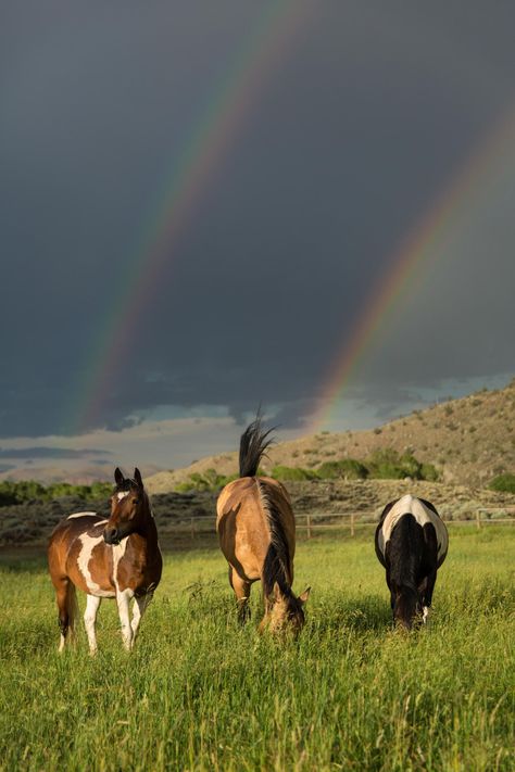 Three Horses, Farm Houses, Awesome Animals, Majestic Horse, Hunter Jumper, All The Pretty Horses, Horse Crazy, Horse Life, Pretty Horses