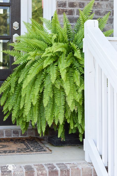 Kelley Nan: Front Porch Throughout the Seasons and Why Ferns in Urns are the Way to Go Oasis Decor, Fern Planters, Picturesque Garden, Front Porch Plants, Potted Ferns, Front Yard Decor, Porch Plants, Ferns Garden, Porch Planters