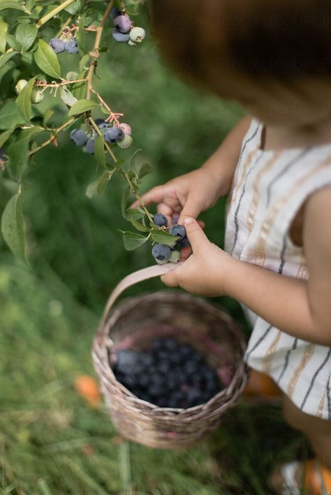 Blueberry Picking Photoshoot, Peaceful Preschool, Blueberry Patch, Blueberries For Sal, Summer Themes, Blueberry Picking, Blueberry Farm, Forest Fruits, Berry Picking