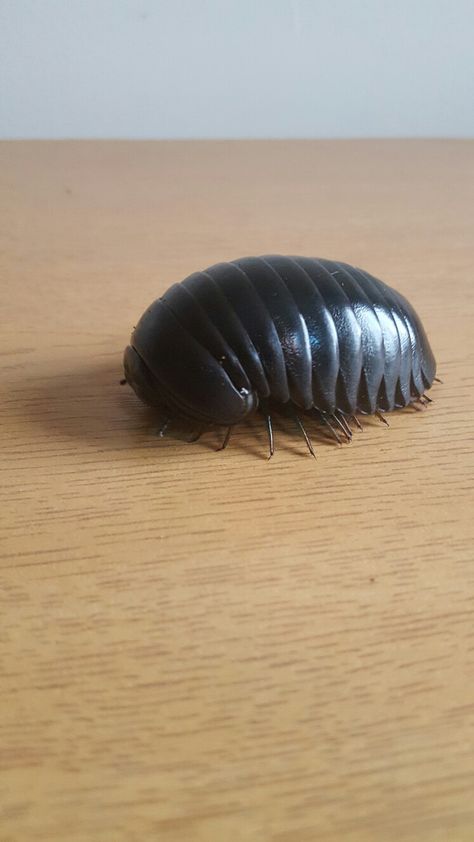 Giant pill millipede Giant African Millipede, Moth Fluffy, Pill Millipede, Giant Millipede, Bug Reference, Pill Bugs, Potato Bugs, Poodle Moth, Cabbage Butterfly