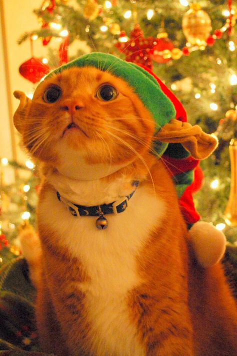 Elf cat Christmas Cat Memes, Christmas Profile Pictures, Grumpy Cat Christmas, Elf Cat, Anime Elf, Cat Christmas Tree, Christmas Kitten, Söt Katt, Hello Kitty Cartoon