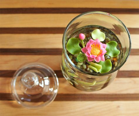 Mini Lotus Water Lily Terrarium in Recycled Glass | Flickr - Photo Sharing! Lotus Flower Seeds, Lily Cake, Lily Seeds, Lotus Seeds, Indoor Water Garden, Indoor Pots, Hydroponic Farming, Hydroponics Diy, Bonsai Seeds