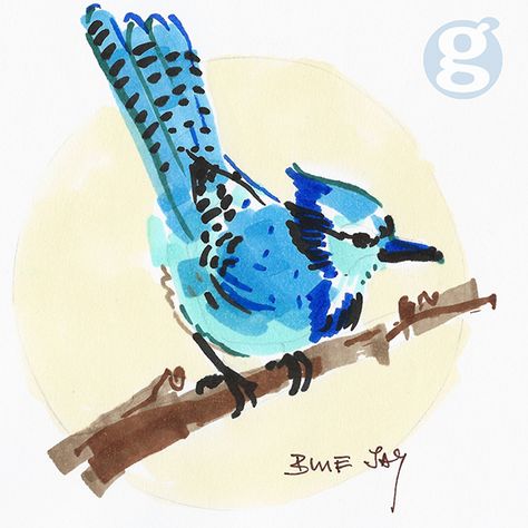 Bluejay Drawing, Bluejay Feather, Special Needs Art, Drawing Challenges, Bird Sketch, Instagram Challenge, Jay Bird, 24th Birthday, Marker Drawing