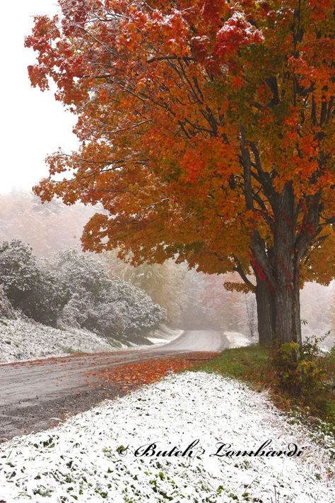 New England fall foliage in the snow New England Autumn, Autumn Snow, England Autumn, New England Fall, I Love Winter, Autumn Scenes, Autumn Scenery, First Snow, Winter Beauty