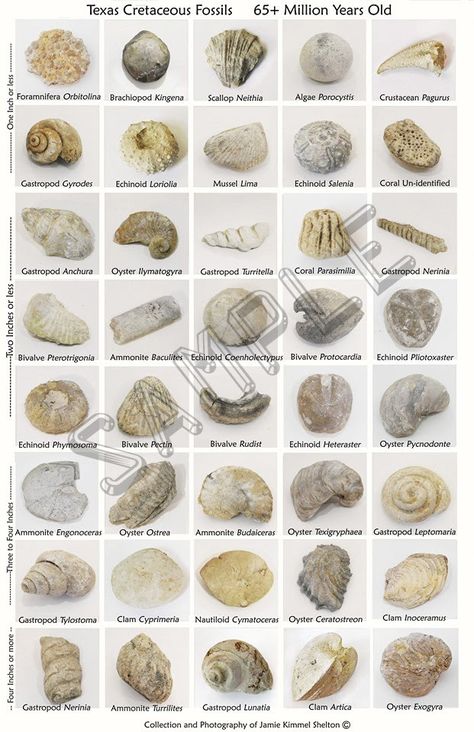 Fossil-Quest.com Central Texas Cretaceous Fossil ID Poster. Available at www.fossil-quest.com and on Etsy #fossil-quest #fossilquest #texasfossils #fossils Beach Fossils Poster, Fossils Dinosaur, Fossil Hunting Uk, Beach Fossils, Dinosaur Fossil Bones, Rock Identification, Fossil Hunting, Fossil Bones, Rock Hunting