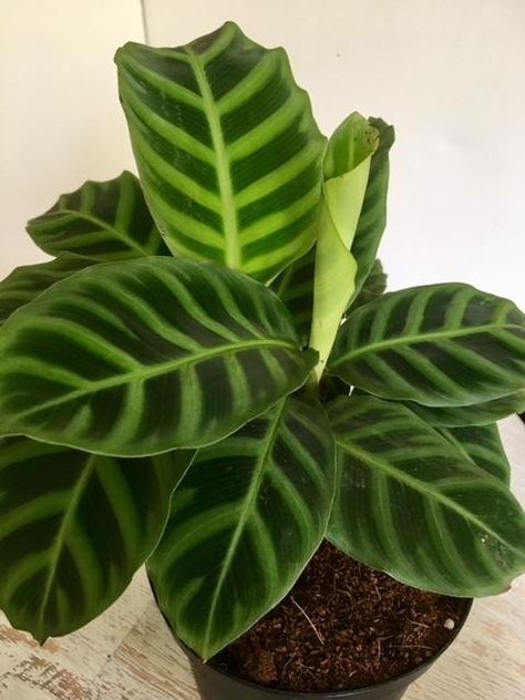 Calathea Concinna, Calathea Freddie, Yard Plants, Calathea Plant, Plant Mama, Plants Ideas, House Yard, Interior Plants, 5 Image