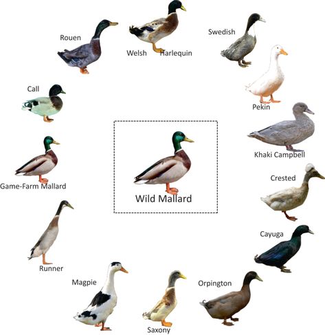 Duck Breeds, Pacific Salmon, Mitochondrial Dna, Conservation Biology, Migratory Birds, Mallard Duck, Wildlife Conservation, Central Europe, Mallard