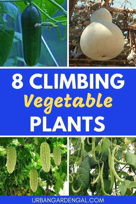 Climbing vegetables are ideal for growing on a trellis. Here are 8 easy to grow climbing vegetable plants to grow in your vegetable garden. #climbingplants #vegetablegarden #trellisplants #gardening Climbing Vegetable Plants, Climbing Vegetables, Climbing Plants Trellis, Teepee Trellis, Vegetable Trellis, Growing Vegetables In Pots, Climbing Trellis, Vegetable Plants, Vegetable Farming