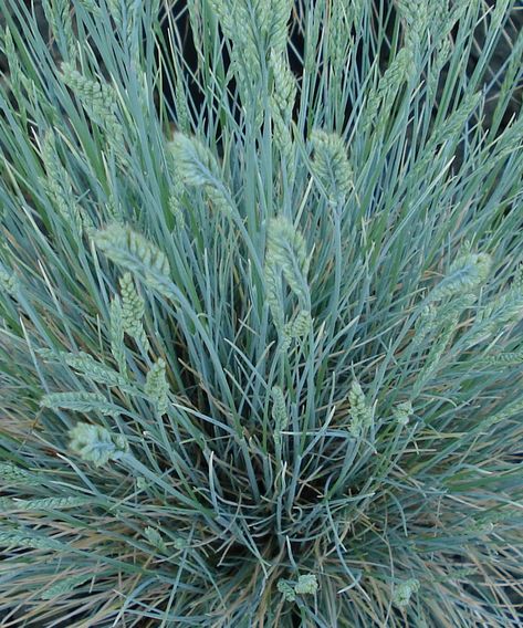 Festuca Glauca Intense Blue, Festuca Glauca, Blue Fescue, Perennial Grasses, Buy Plants Online, Backyard Flowers, Buy Seeds, Plant Delivery, Home Garden Plants