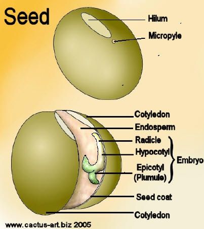 Botany Notes, Seed Structure, Plant Biology, Biology Plants, Plants Worksheets, Ag Education, Study Biology, Nature Education, Plant Study