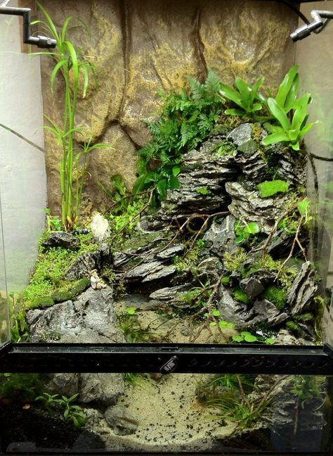 Tree Frog Terrarium, Bioactive Vivarium, Snake Terrarium, Terrarium Tank, Frog Terrarium, Aquarium Garden, Fish Tank Terrarium, Aquascape Design, Reptile House