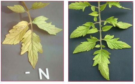 Nitrogen deficiency symptoms in plants. Plant Deficiencies, Plantarea Legumelor, Deficiency Symptoms, Hydroponic Farming, Growing Tomatoes In Containers, Plant Nutrients, Nutrient Deficiency, Grasses Garden, Tomato Garden