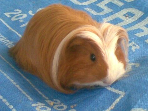 LONG HAIR GUINEA PIG @ CAVIA Guine Pig, Pet Stuff, Happy Animals, Guinea Pig, Brighten Your Day, Guinea Pigs, Pigs, Long Hair, Cute Animals