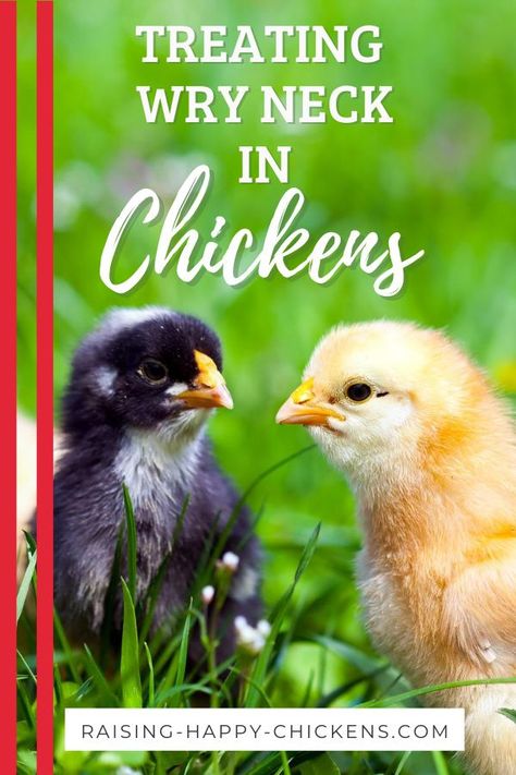 Wry neck in chicks: find out all you need to know and how to treat it. It happens to us all, eventually: the perfect little chick you've been waiting for hatches - and can't seem to balance properly. Then you notice she looks like she's staring at the moon, and she can't eat or drink. Wry neck is not uncommon in new chicks. It's scary when you first see it, but it's not difficult to treat if it's caught in time. Here's how. #wryneckchicken #raisinghappychickens Raising Chickens For Beginners, Backyard Hens, Chickens For Beginners, Baby Chicks Raising, Chicken Incubator, Raising Chicks, Urban Chickens, Raising Backyard Chickens, Keeping Chickens