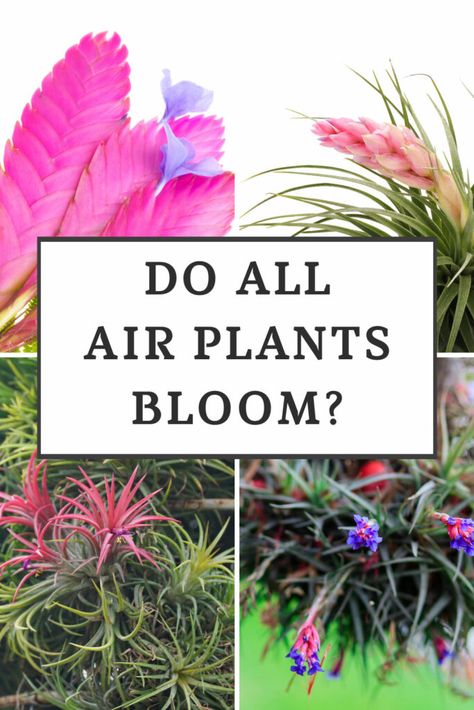 How To Care For Air Plants, Caring For Air Plants, How To Care For An Air Plant, Plants To Grow Indoors, Flower Facts, Taking Care Of Air Plants, Types Of Air Plants, Tillandsia Cyanea, Air Plant Garden