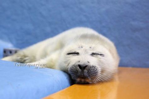 Seal Matching Pfp, Seal Pfp Aesthetic, Seals Kissing, Seal Plushies, Cute Seal Photos, Seal Meme, Harp Seal, Fur Seal, Cute Potato