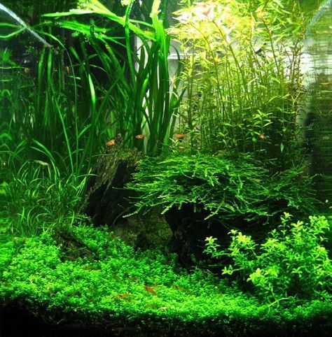 Aqua Scape, Amazing Aquariums, Aquascape Design, Fish Tank Design, Aquarium Terrarium, Nano Aquarium, Shrimp Tank, Aquarium Landscape, Aquarium Ideas