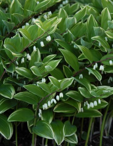 Solomon Seal, Solomons Seal, Shade Perennials, Garden Shrubs, Moon Garden, Woodland Garden, Easy Plants, Design Flower, Olive Garden