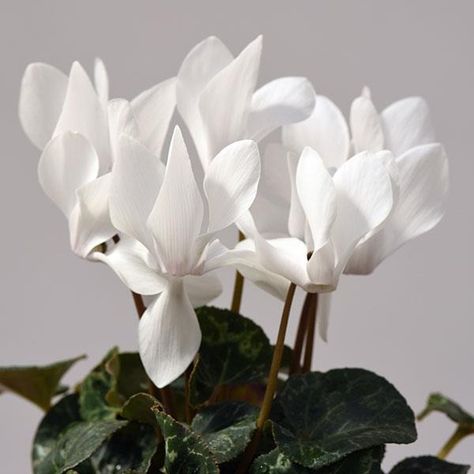 Dreamscape™ White Cyclamen Bench Card, Customer Day, Plant Information, Summer Plants, Strong Colors, Early Spring, Front Yard, All The Colors, Yard