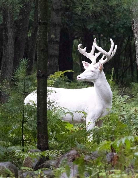 Albino Deer, Deer Pictures, Albino Animals, Fishing Apparel, Forest Creatures, Pretty Animals, Whitetail Deer, Creature Feature, Foto Art