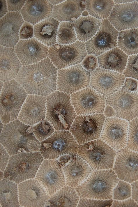 A Petoskey stone is a rock and a fossil, often pebble-shaped, that is composed of a fossilized coral, Hexagonaria percarinata. They are fragments of a coral reef that was originally deposited during the Devonian period, about 350 million years ago. (Wikipedia) Photo by Mark Willocks. Petosky Stone, Devonian Period, Rocks And Fossils, Fossilized Coral, Petoskey Stone, Organic Forms, Pure Michigan, Rocks And Gems, Rock Hounding