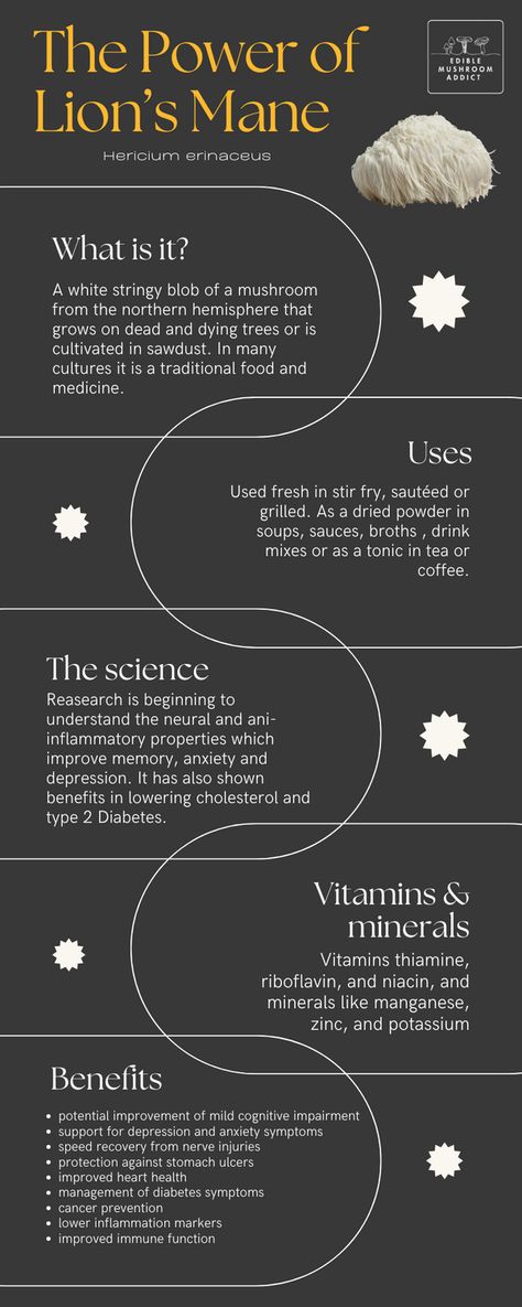 Infographic overview of the benefits of Lions mane mushroom. Grow Lions Mane Mushroom, Lions Main Mushroom Benefits, Mushroom Infographic, Lions Mane Mushroom Benefits, Mushrooms Benefits, Lions Mane Mushroom Recipe, Lions Mane Benefits, Tea Herbs, Indoor Farming