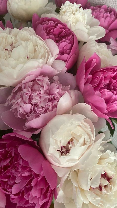 Flores Wallpaper, Peonies Background, Ranunculus Flowers, Peony Wallpaper, Flower Guide, Flowers Bouquet Gift, Flower Therapy, Peonies Bouquet, Beautiful Bouquet Of Flowers