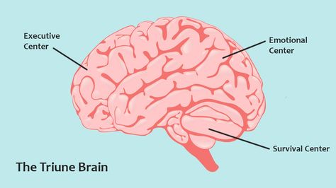 The Importance of Brain Development – 90counts What Your Headache Means, Headache Meaning, Headache Chart, Medical Memes, I Have A Headache, Headache Types, Jessica Day, 1000 Life Hacks, Shiatsu Massage