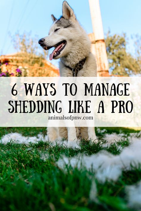 Dog Shedding Remedies, Dog Blow Dryer, Behavior Tips, Getting A Dog, Pet Shed, Dog Spa, Dog Grooming Tips, Pet Tips, Akita Dog