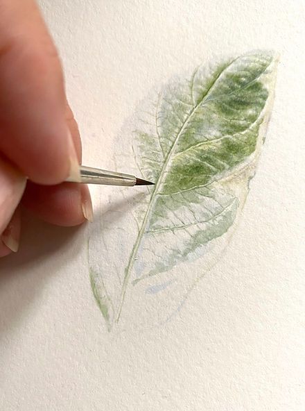 Botanical Illustration Online Course Dianne Sutherland Dianne Sutherland, Botanical Art Drawing, Botanical Watercolor Painting, Botanical Sketches, Watercolour Leaves, Leaves Drawing, Botanical Sketchbook, Botanical Line Drawing, Watercolor Flowers Tutorial