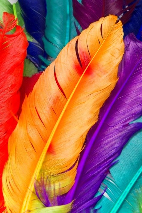 This Pin was discovered by MaJo Gordillo. Discover (and save!) your own Pins on Pinterest. Iphone 5 Wallpaper, Hd Wallpaper Iphone, Taste The Rainbow, Feather Art, Colorful Feathers, Live Colorfully, Jolie Photo, Foto Inspiration, Over The Rainbow