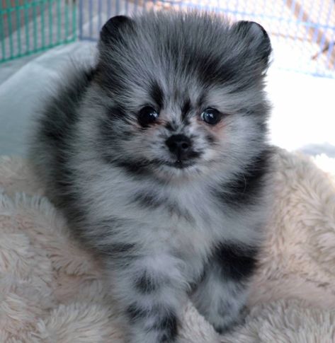 Merle Pomeranian Puppy, Blue Merle Pomeranian, Dogs Pomeranian, Merle Pomeranian, Pom Mom, Pomsky Puppies, Tea Cup Dogs, Pomeranian Puppies, Good Dog