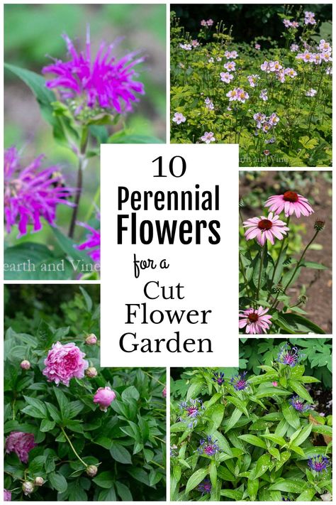 Enjoy this list of 10 easy to grow perennials that work great as cut flowers for your home decor indoors and out. #flowergarden #perennials #flowercrafts Best Cut Flowers To Grow, Cut Flowers To Grow, Preparing Garden Beds, Gardening Basics, Garden Perennials, Growing Cut Flowers, Beginner Gardening, Perennial Flowers, Best Perennials