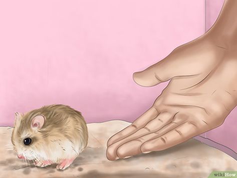 How to Care for Roborovski Hamsters (with Pictures) - wikiHow Robo Hamster, Roborovski Hamster, Hamster Care, Pet Tips, Pet Hacks, Hamsters, Guinea Pigs, Pigs, The Help