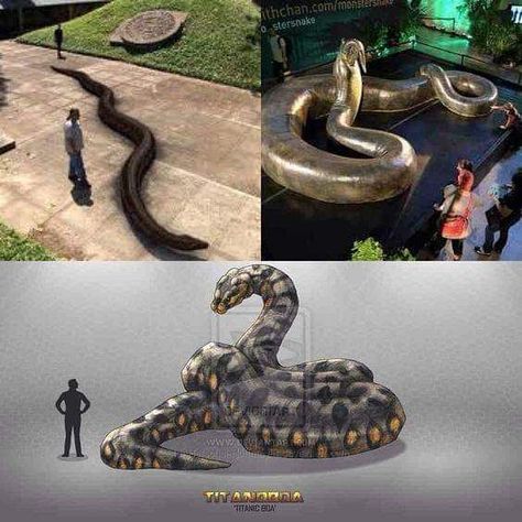 Titanoboa 😱  Titanoboa; meaning "titanic boa," is a genus of snake that lived approximately 60–58 million years ago, during the Paleocene… Titanoboa Snake, Giant Snake, Dino Park, Ark Survival Evolved, Ancient Animals, Paleo Art, Alien Concept Art, Extinct Animals, Dinosaur Fossils