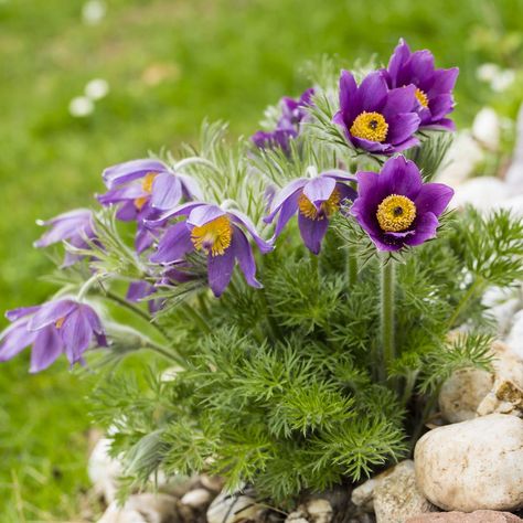 Germany, Common pasque flower, Pulsatilla vulgaris Perennial Flowering Vines, Pasque Flower, Virginia Bluebells, Crocus Bulbs, Early Spring Flowers, Daffodil Bulbs, British Garden, Dogwood Trees, Magnolia Trees