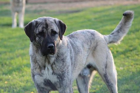 Mythos Anatolian Shepherds in Michigan | Anatolian Shepherd Dog puppies | Good Dog Anatolian Shepherd Aesthetic, Puppy Starter Kit, Livestock Guardian Dog, Livestock Guardian, Anatolian Shepherd, Dog Club, Dog Puppies, Good Dog, Dog Tips