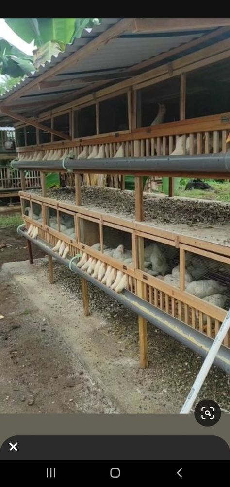 Chicken Cages Design, Poultry Farm Buildings, Cow Shed Design, Reban Ayam, Poultry Farm Design, Cute Chicken Coops, Easy Chicken Coop, Chicken Coop Garden, Goat House