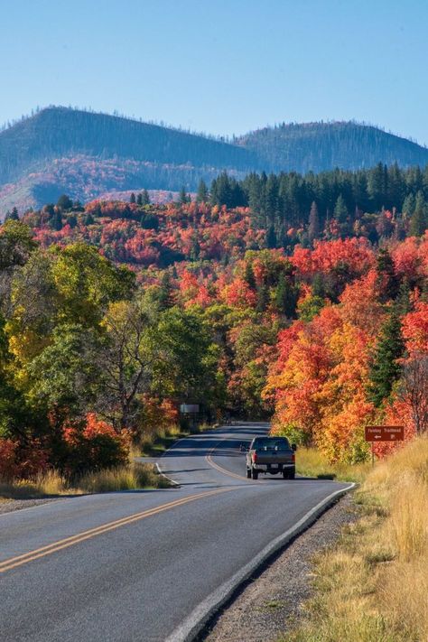 Utah's fall colors are stunning this year, especially in Payson Canyon on the Nebo Loop. Locals say these colors are better than anywhere else, with a mix of green and vibrant autumn hues. Don't wait—go enjoy the spectacular scenery now! Visit our website to learn more: utahguide.com #fallcolors #fallvibes Ethan Core, Fall Vibes, Fall Colors, Bend, The Road, Utah, Places To Go, This Year, Road