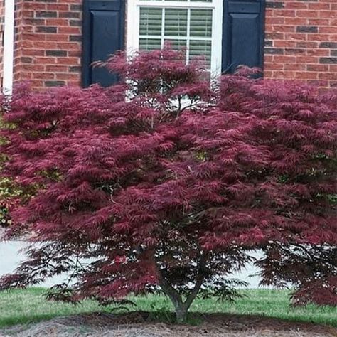 Small Shade Trees, Tamukeyama Japanese Maple, Japanese Maple Tree Varieties, Maple Tree Varieties, Japanese Maple Tree Landscape, Maple Tree Landscape, Japanese Maple Varieties, Bloodgood Japanese Maple, Coral Bark Japanese Maple