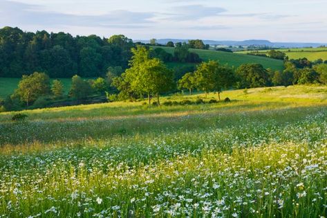 Brookhampton Cottage, Herefordshire: Herefordshire Countryside, Hay Meadow, Wildflower Meadow, Hiking Routes, British Countryside, Go Outdoors, Free Stock Photos Image, Nature Reserve, Days Out