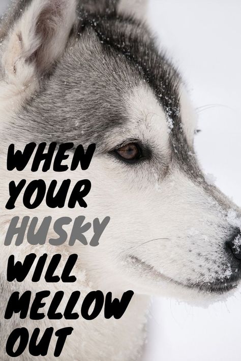 Siberian Husky Training Tips, Owning A Husky, American Husky, Husky Care, Husky Puppy Training, Siberian Husky Training, Husky Facts, Siberian Husky Funny, Red Husky