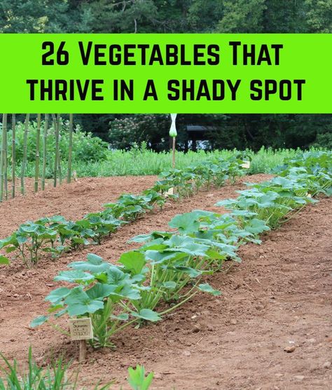 Plants That Like Shade, Shady Garden, Shade Garden Plants, Vegetable Garden Planning, Vegetable Garden Diy, Grow Vegetables, Fall Garden Vegetables, Backyard Vegetable Gardens, Gardening Hacks