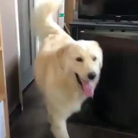 MRW I walk into my friends house and his parents are screaming at each otherhttps://i.imgur.com/qbssWHC.gifv Reaction Meme, Pet Paws, Dog Face, Dog Gifs, Funny Animal Pictures, 귀여운 동물, Cute Funny Animals, Meme Pictures, Funny Animal Videos