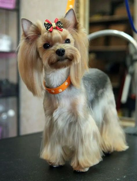 59 Best Yorkie Haircuts for Males and Females - The Paws Yorkie Cut, Yorkie Grooming, Yorkie Hair, Yorkshire Terrier Grooming, Yorkie Cuts, Yorkie Hairstyles, Hair Brushing, Yorkie Haircuts, Yorkshire Terrier Haircut