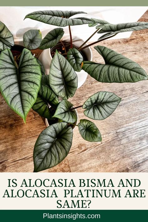 Is Alocasia Bisma and Alocasia Platinum are Same ? Emerald Dragon, Elephant Ears, Dragon Scale, Fruit Plants, Silver Dragon, Tropical Plants, Plant Leaves, Platinum, Emerald